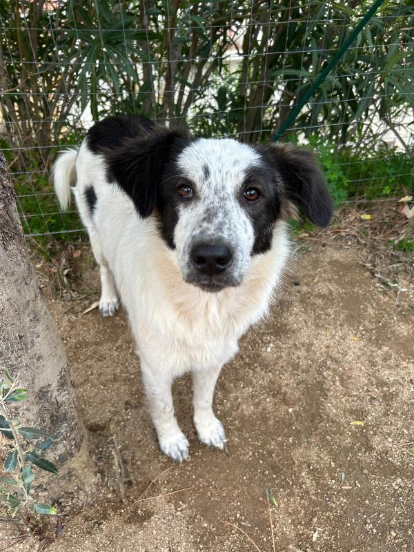 Bella Splendida Dolcissima Cucciola Cerca Famiglia 